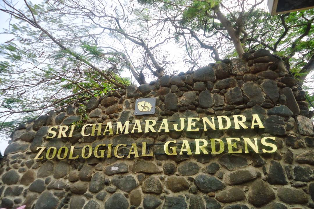 mysore zoo (1)